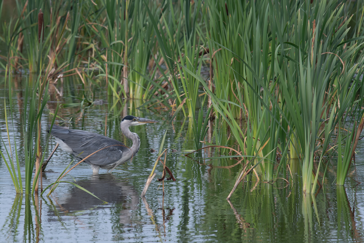 Blauwe Reiger